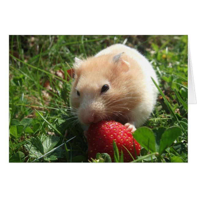 Yummy Strawberry Hammie (Anverso (Horizontal))