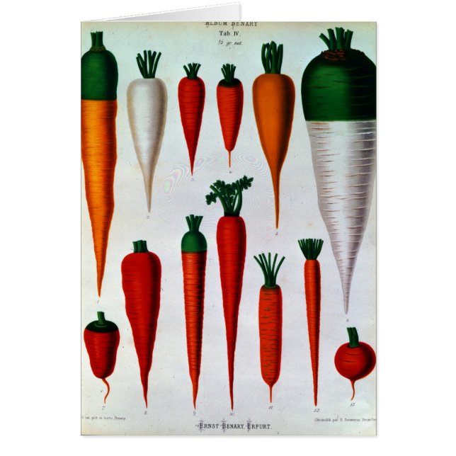 Zanahorias (Frente)