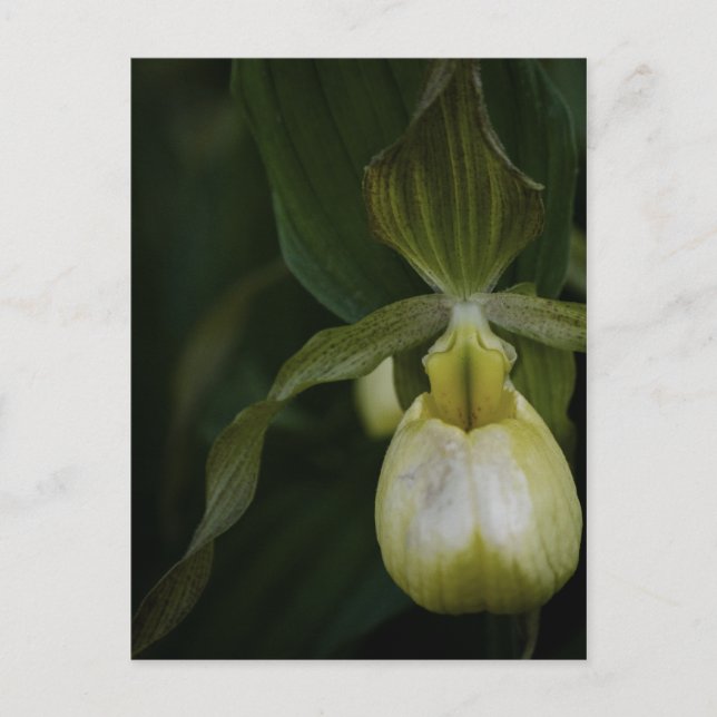 Zapata amarilla 2 postal (Anverso)