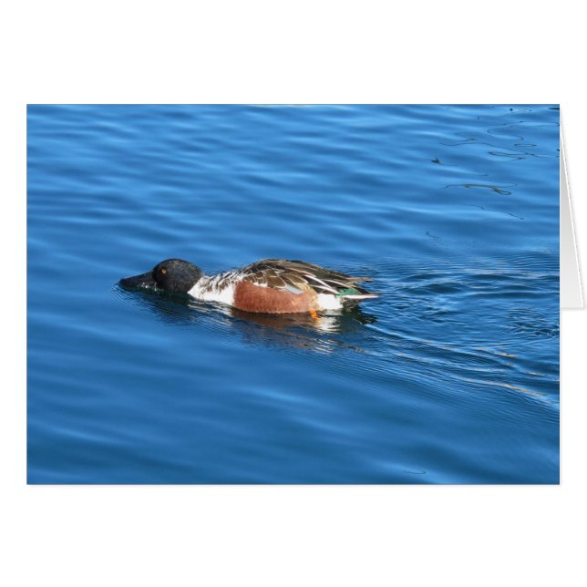 Zapatero del Norte (Anverso (Horizontal))