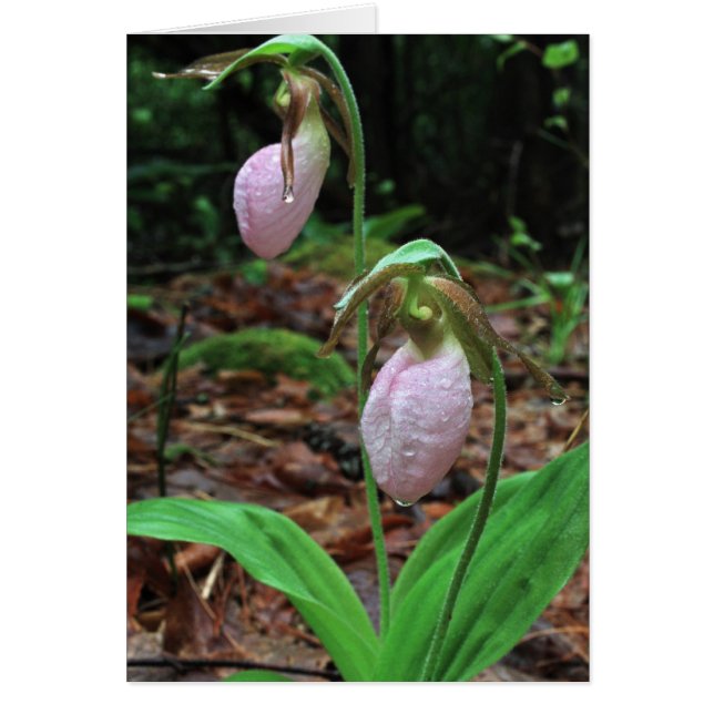 Zapatillas para damas (Frente)