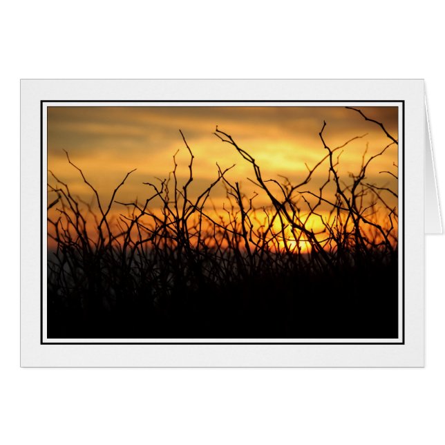 Zarzas en la puesta del sol (Anverso (Horizontal))