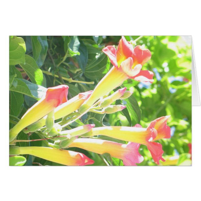 Zazzle 1 (Anverso (Horizontal))