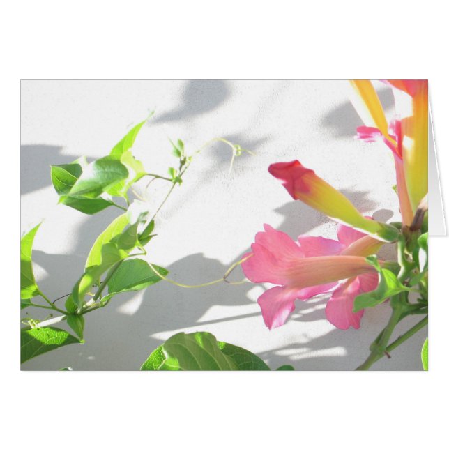 Zazzle II (Anverso (Horizontal))