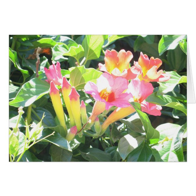 Zazzle III (Anverso (Horizontal))