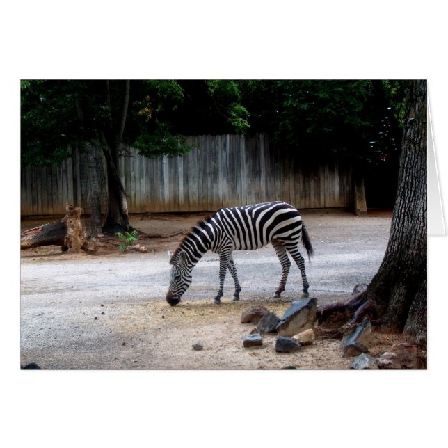 Zebra (Anverso (Horizontal))