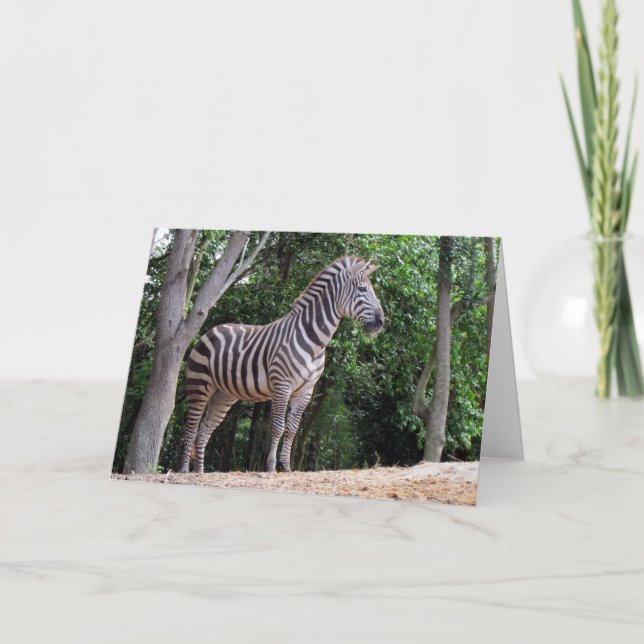 Zebra (1337) - Tarjeta de felicitación (Anverso)