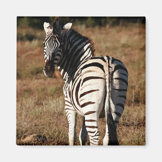 Zebra detrás del imán