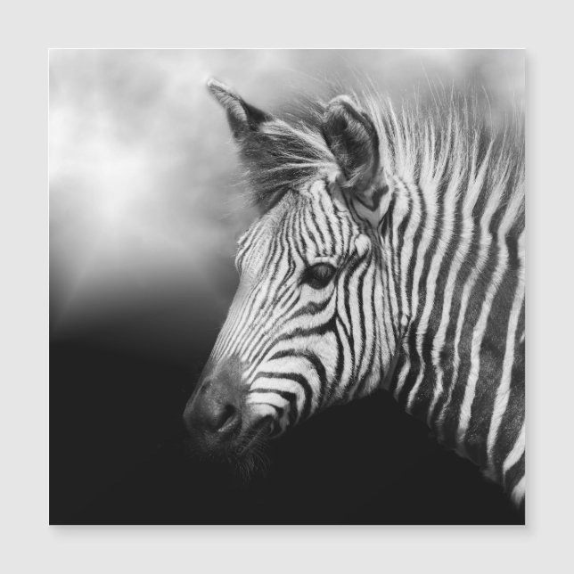 Zebra Foal (Anverso)