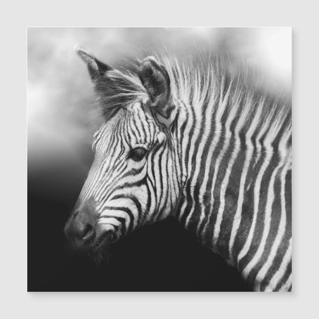 Zebra Foal (Anverso)