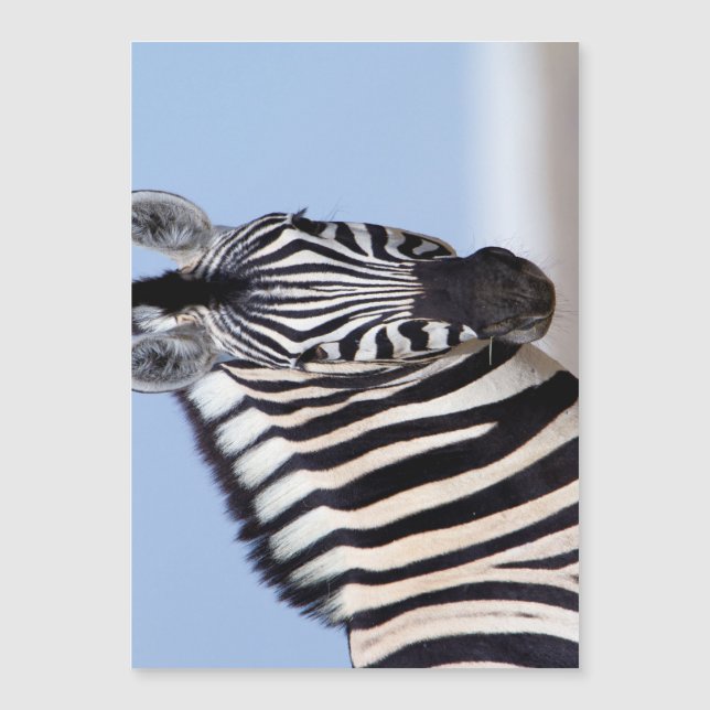 Zebra mirándote (Anverso)