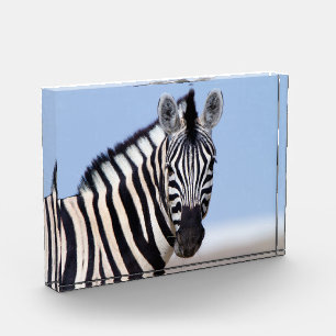 Zebra mirándote con foto de cielo azul
