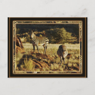 Zebra, postales de safari para la vida salvaje de 
