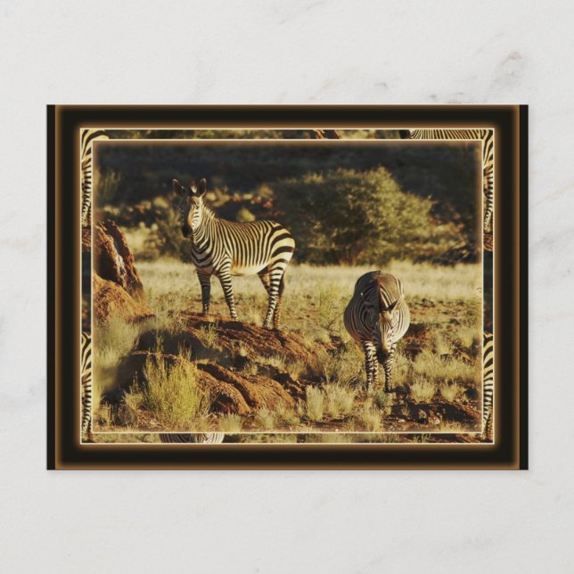 Zebra, postales de safari para la vida salvaje de  (Anverso)