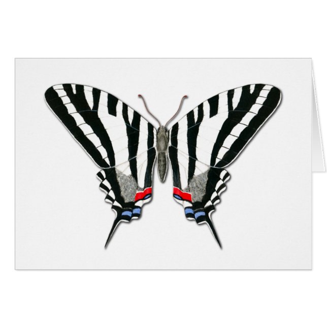 Zebra Swallowtail Butterfly Note Card (Anverso (Horizontal))