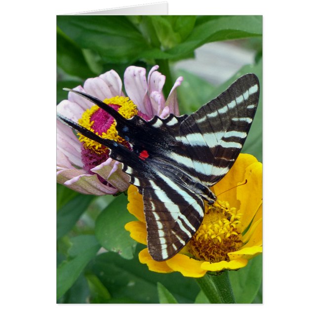 Zebra Swallowtail + escarabajo japonés (Frente)