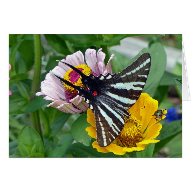 Zebra Swallowtail + escarabajo japonés (Anverso (Horizontal))