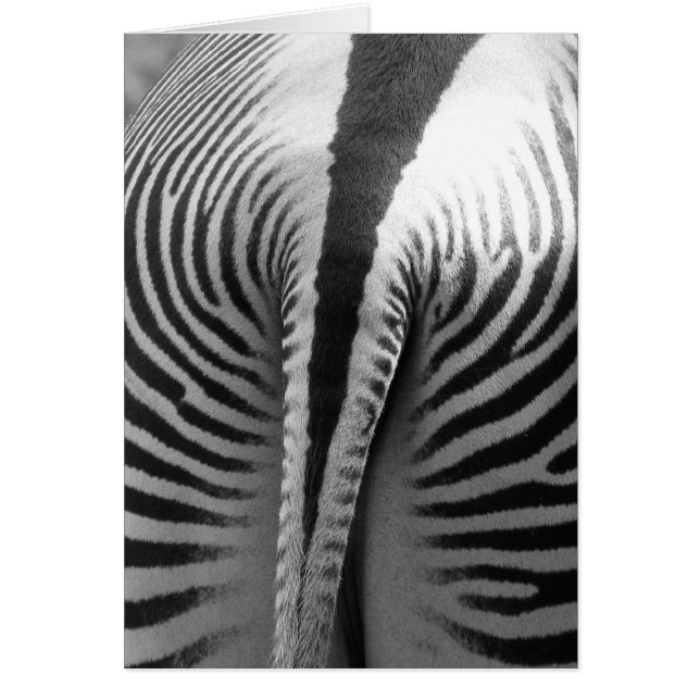 Zebra Tail (Frente)