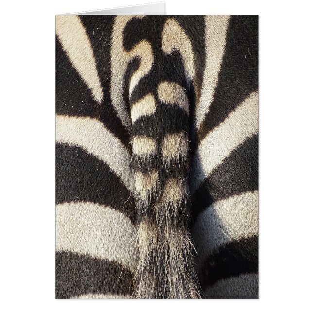 Zebra Tail (Frente)