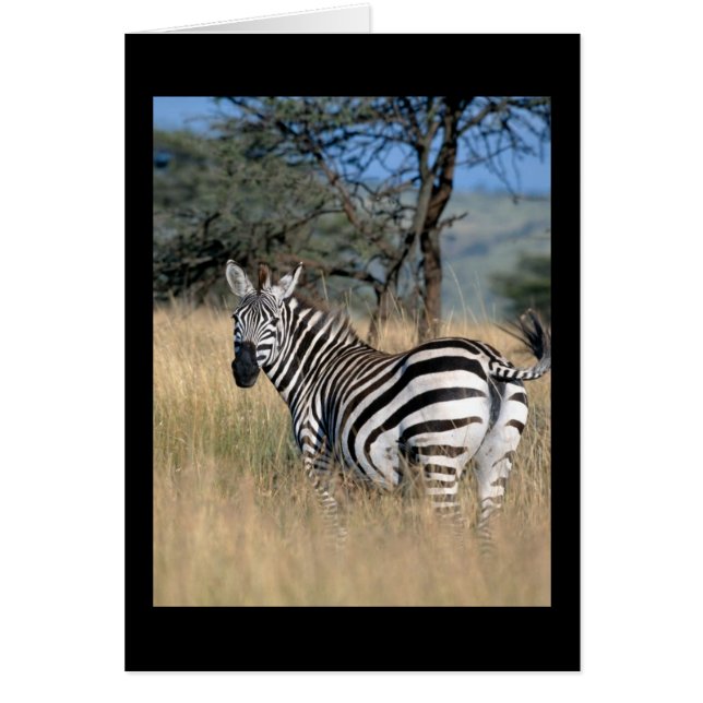 Zebra Tail Swish (Frente)