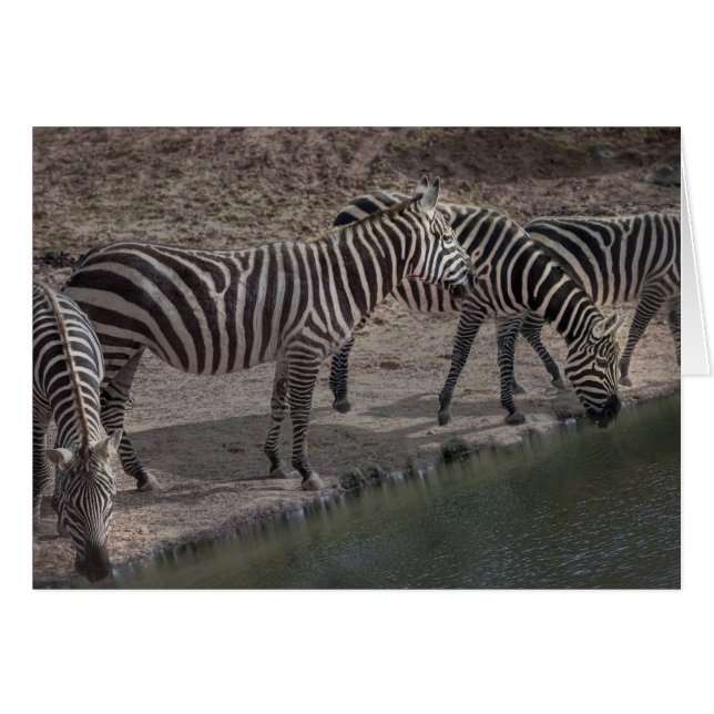Zebras (Anverso (Horizontal))