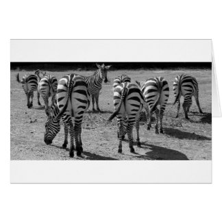 Zebras