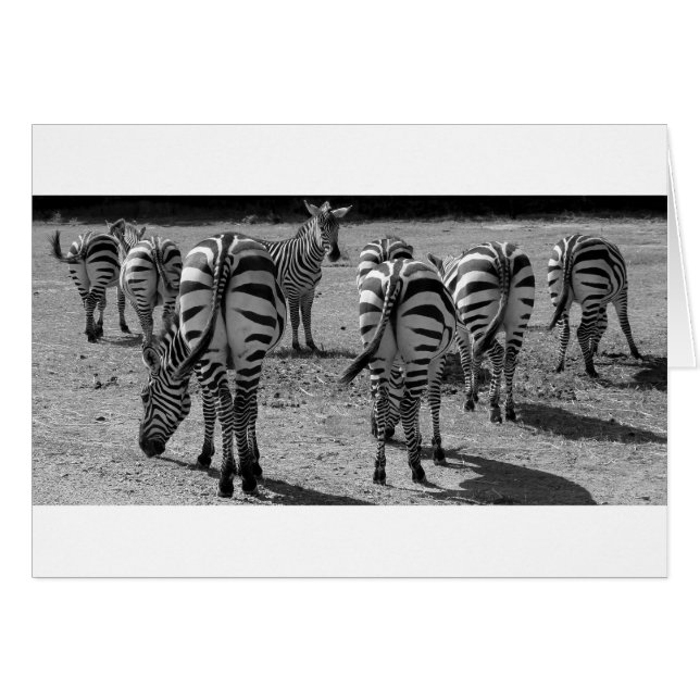 Zebras (Anverso (Horizontal))