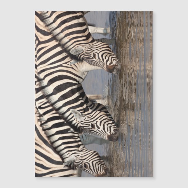 Zebras bebiendo (Anverso)