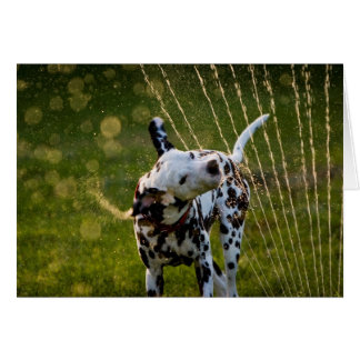 Zeke en Sprinkler