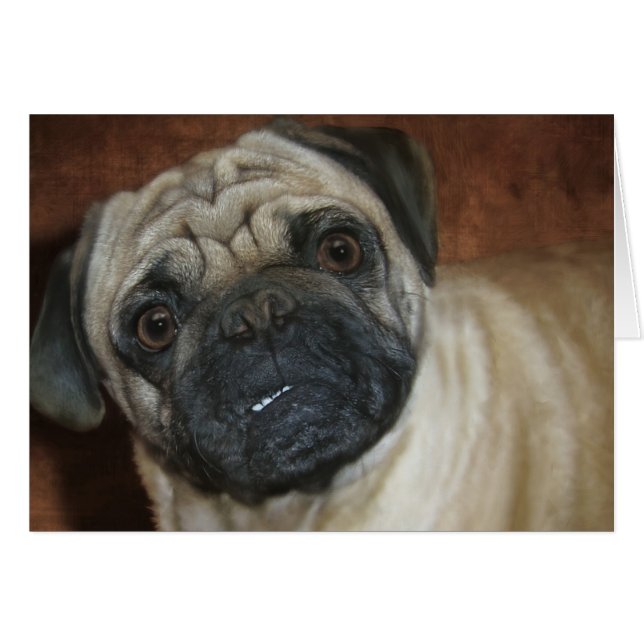 Zena el Pug (Anverso (Horizontal))