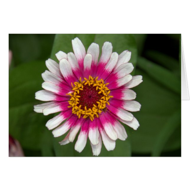Zinnia (Anverso (Horizontal))