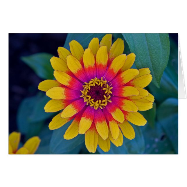 Zinnia (Anverso (Horizontal))