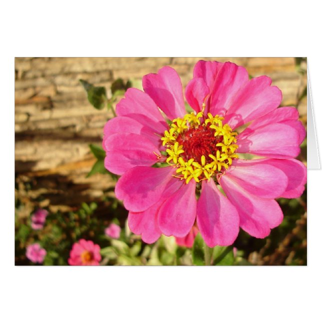 Zinnia brillante (tarjeta horizontal) (Anverso (Horizontal))