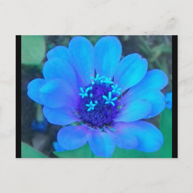 Zinnia de bebé en postal azul (Anverso)