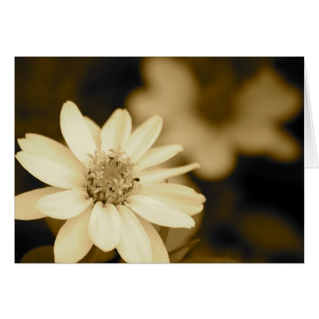 Zinnia en tarjeta de la sepia (Anverso (Horizontal))