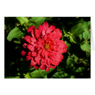 "zinnia" por Larry Coressel