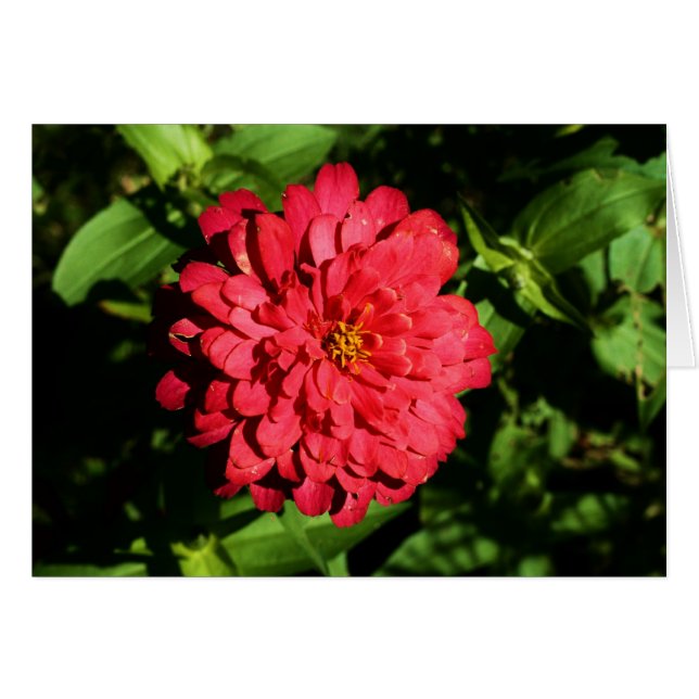 "zinnia" por Larry Coressel (Anverso (Horizontal))