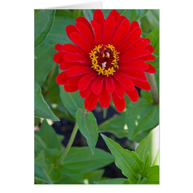 Zinnia rojo 2 (Frente)