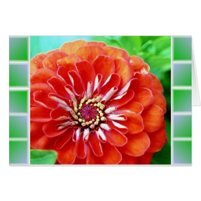 Zinnia Tiles (Anverso (Horizontal))