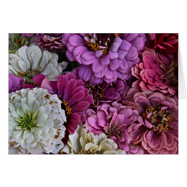 Zinnias (Anverso (Horizontal))