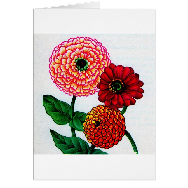zinnias (Frente)