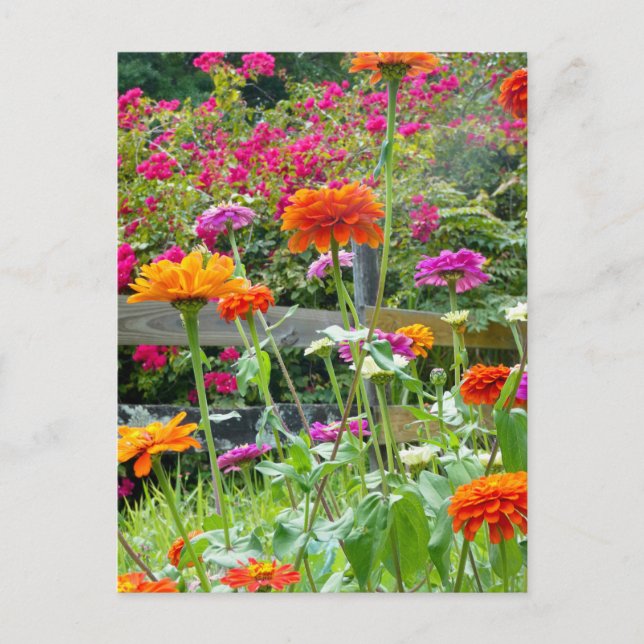 "Zinnias 1." Postal (Anverso)