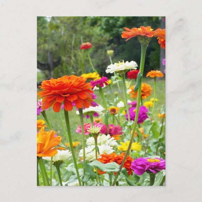 "Zinnias 2." Postal (Anverso)