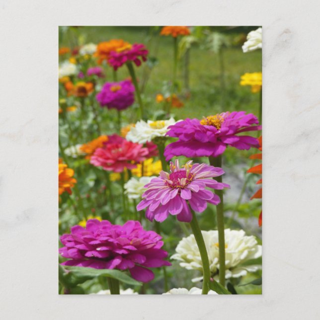 "Zinnias 3." Postal (Anverso)