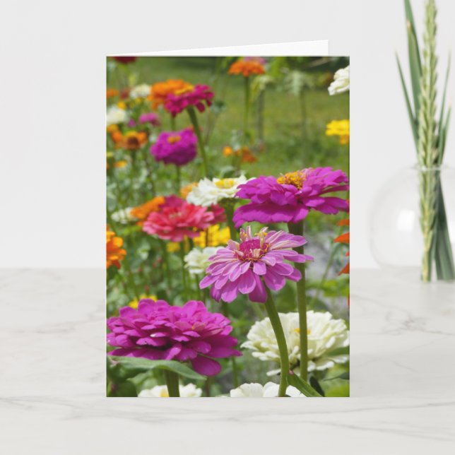 "Zinnias 3." Tarjeta mediana (Anverso)