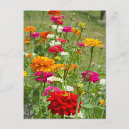 "Zinnias 4." Postal