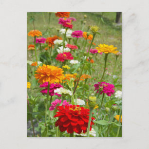 "Zinnias 4." Postal