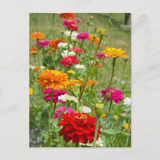 "Zinnias 4." Postal (Anverso)