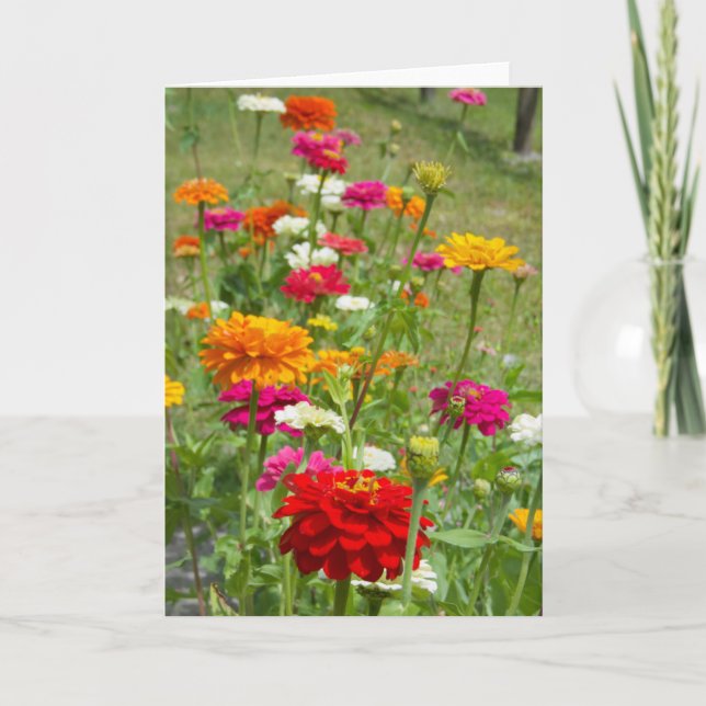 "Zinnias 4." Tarjeta mediana (Anverso)