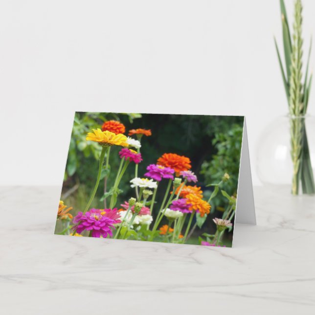 "Zinnias 5." Tarjeta mediana (Anverso)